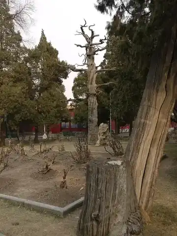 中山公园古柏